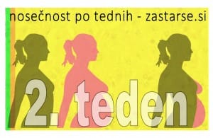 2. teden nosečnosti