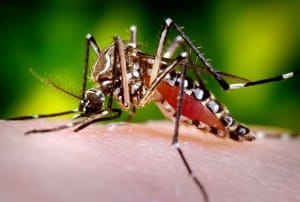 Virus zika – vse, kar morate vedeti o tem pošastnem virusu