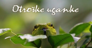 Otroške uganke