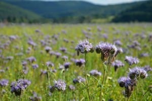Seneni nahod – alergija na cvetni prah