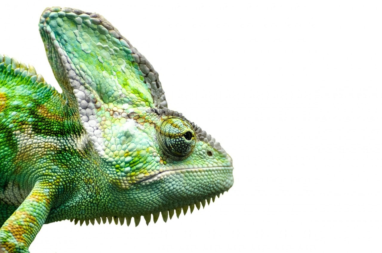Mama kameleon