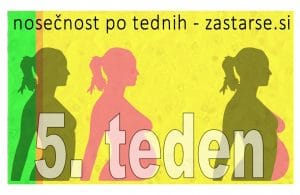 5. teden nosečnosti