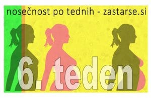 6. teden nosečnosti