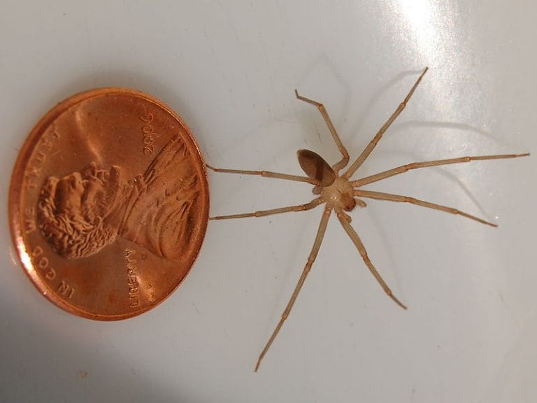 Piki in ugrizi žuželk - prepoznajte žuželko in njihove ugrize